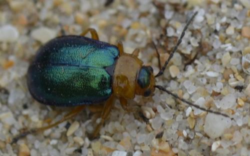 Réf. 202 244 : Sermylassa halensis